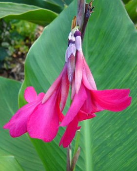 canna ehemanni